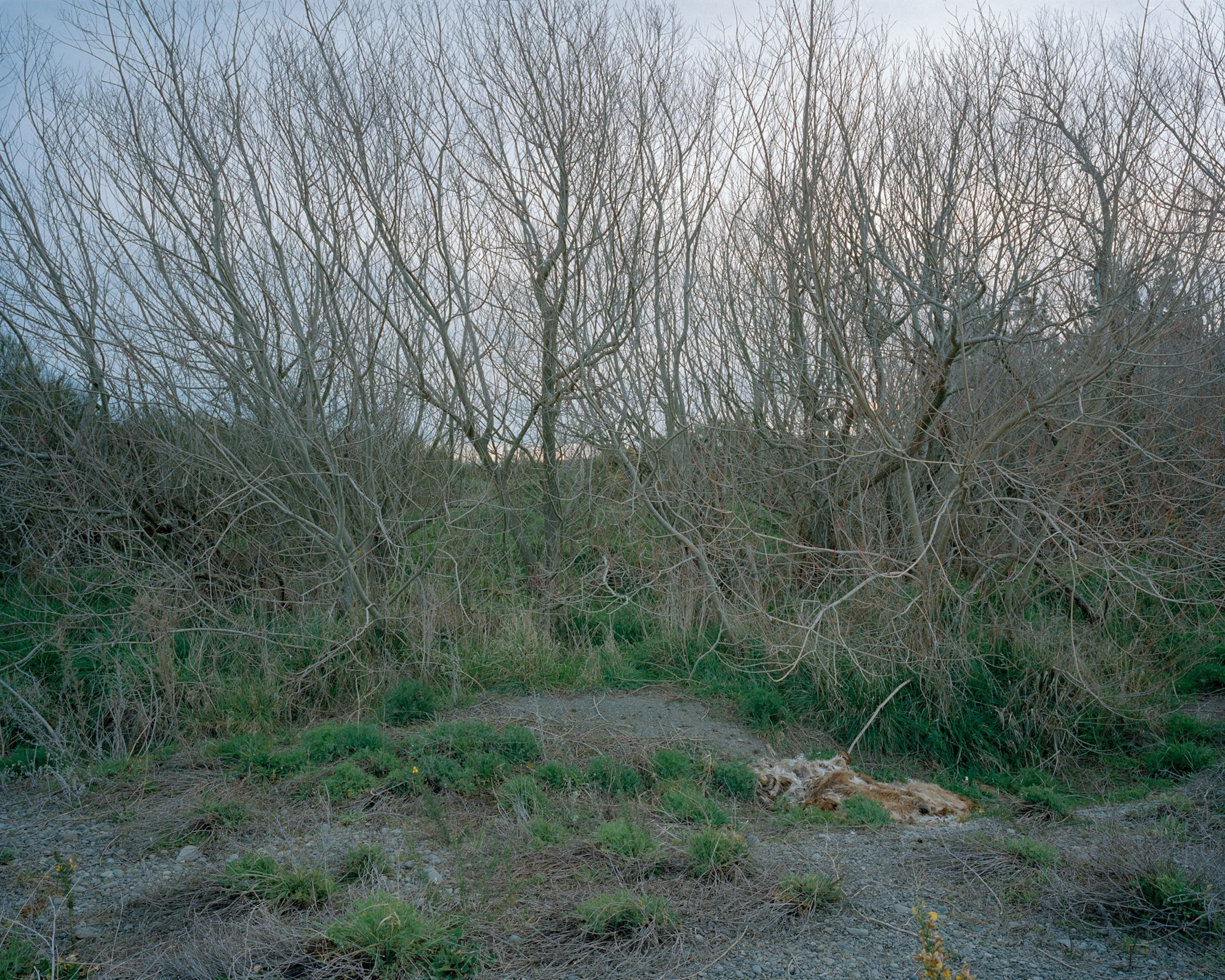 Through the Trees - Mitchell Bright