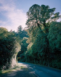 I wonder at what point this Matai Tree became a landmark, warranting its own sign and highway stopping bay. At what point does anything become a landmark?