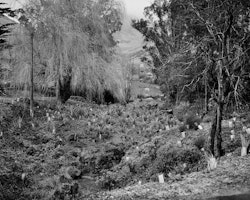 Omaru is a fresh water spring that runs down the valley from Te Poho-o-Tamatea. The spring is one of many wahi tapu which exist throughout the harbour. New planting of native bush is evident throughout Rāpaki, especially here along the edge of the Omaru. It’s hoped that this new bush life will help filter debris that enters the stream and pollutes the harbour.