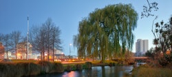 Napoleon’s Weeping Willow. Towards ChristChurch Cathedral and the site of the new Christchurch Convention Centre. From the West bank of the Ōtākaro, Avon River.